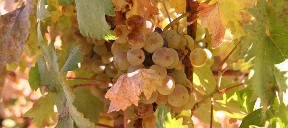Vinice
