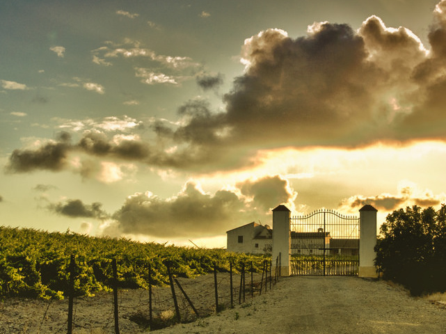 Sherry Vineyards of Jerez de la Frontera