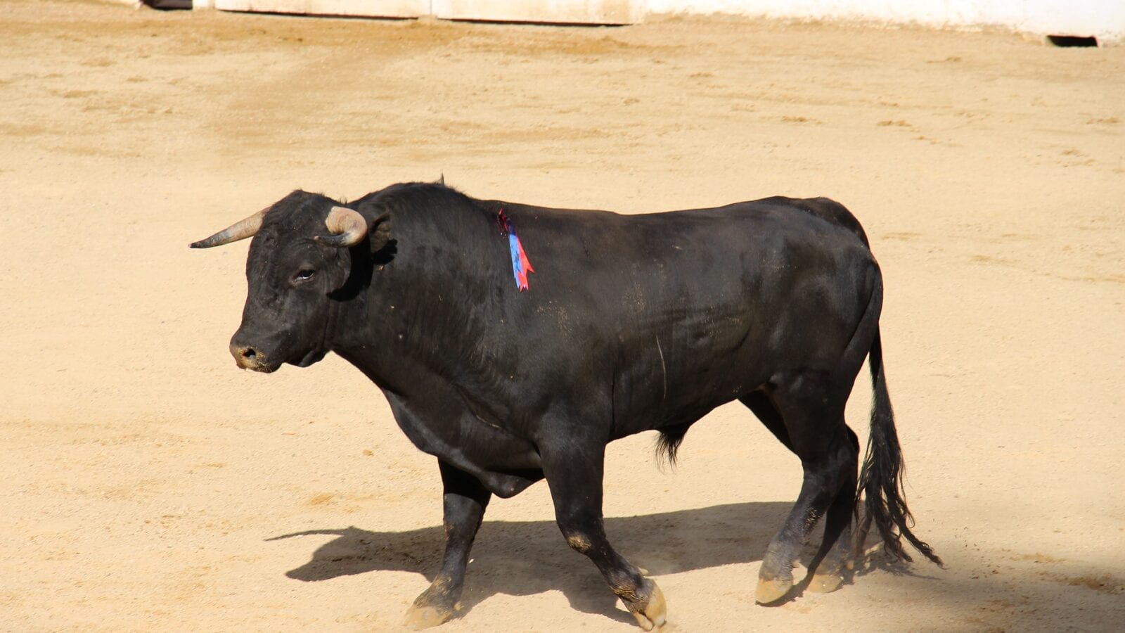 Bullfighting Spain Information About Bullfights in Spain Spanish