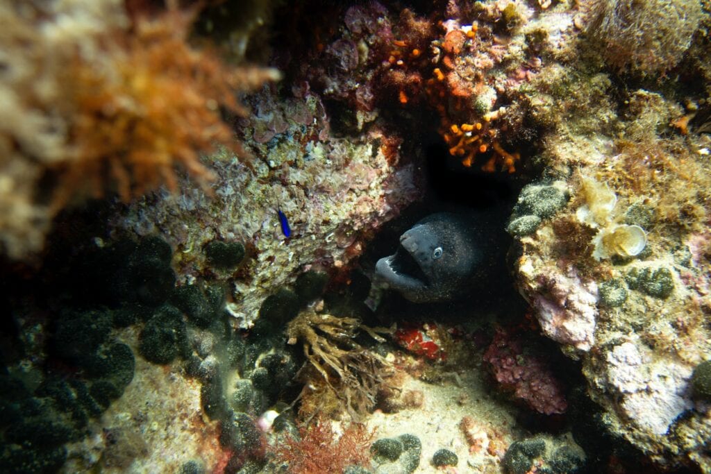 Conger Eel - Diving in La Manga