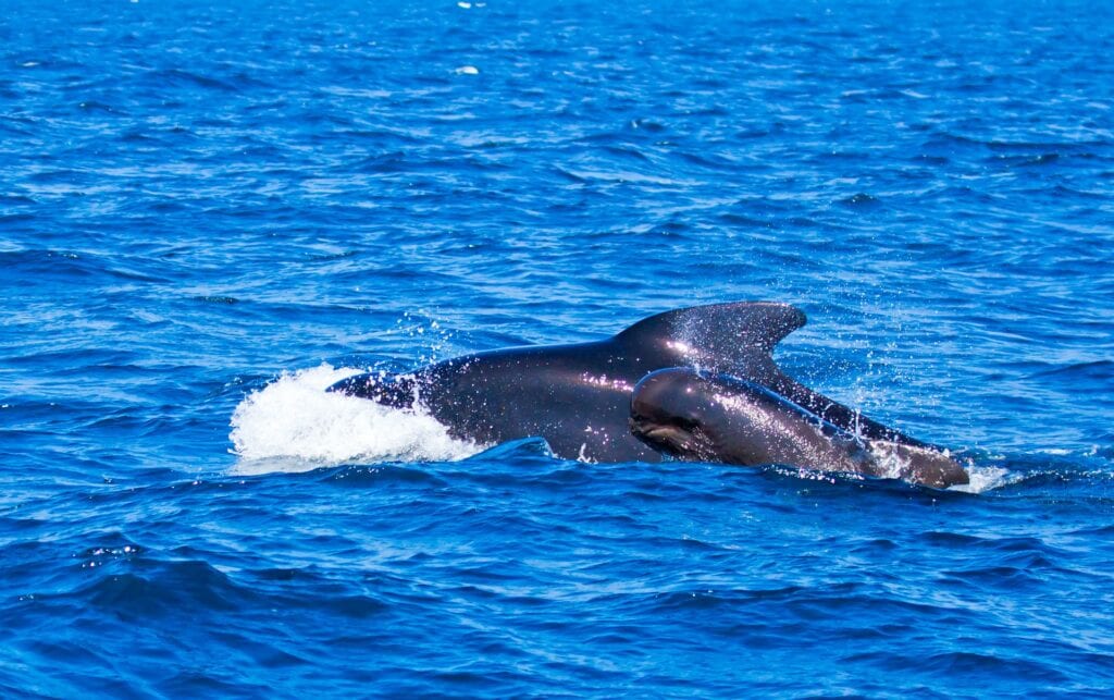 Things to do in Tarifa: See Pilot Whales off Gibraltar