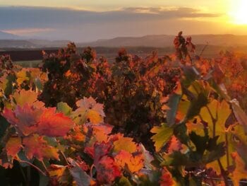 Rioja Wine Harvest