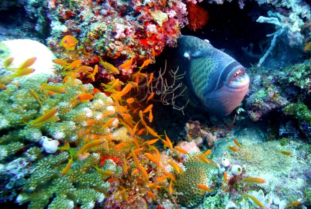 Diving in the Canary Islands