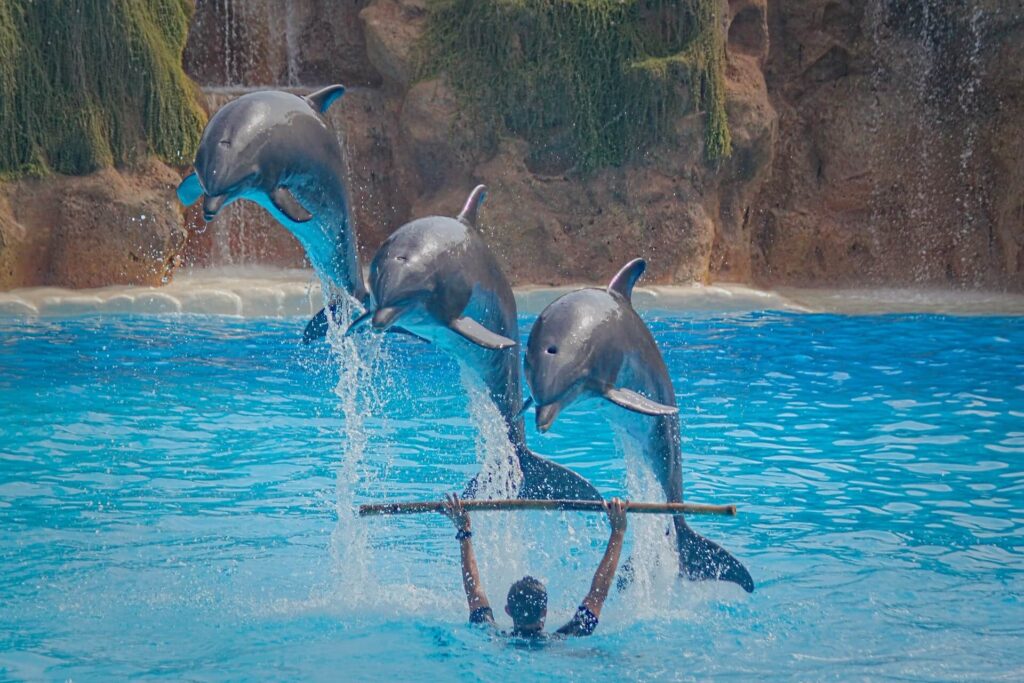Best Theme Parks in Tenerife: Loro Parque